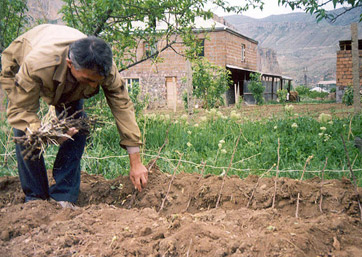 A local farmer working the land