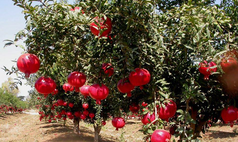 Pomegranate garden